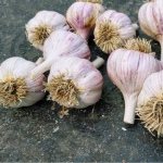 Найкращі сорти озимого часнику