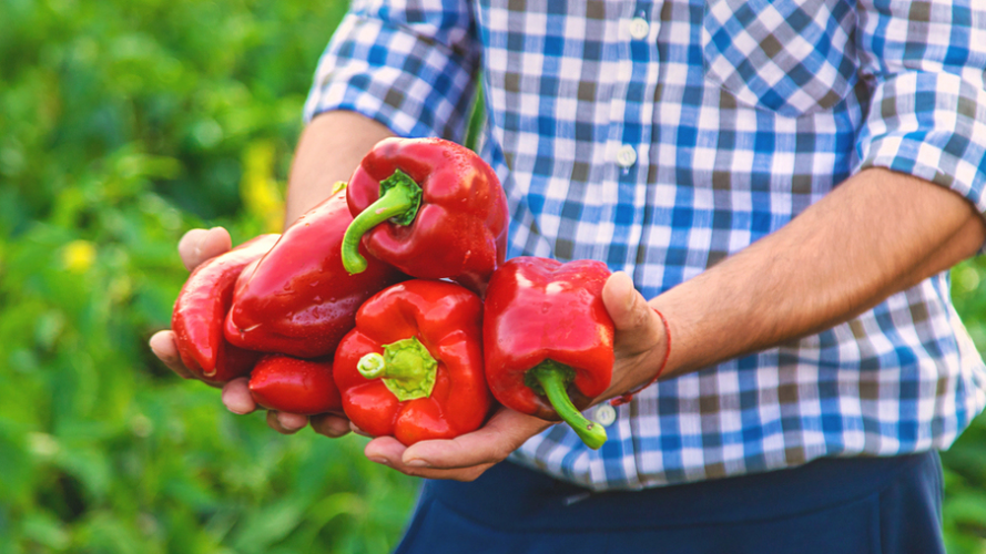Що категорично не можна садити біля перцю: виросте гірким