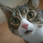 Чи потрібні глистогінні кішці, яка не виходить з дому: пояснює ветеринар