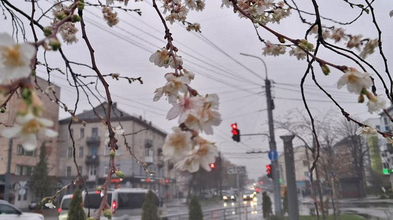 У Луцьку зацвіли сакури