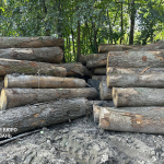 Дозволили незаконні рубки на 21 млн грн: на Волині судитимуть колишніх посадовців-лісівників