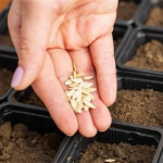 Лише у ці дні березня 2026 треба сіяти перець на розсаду: найкращі дати за місячним календарем