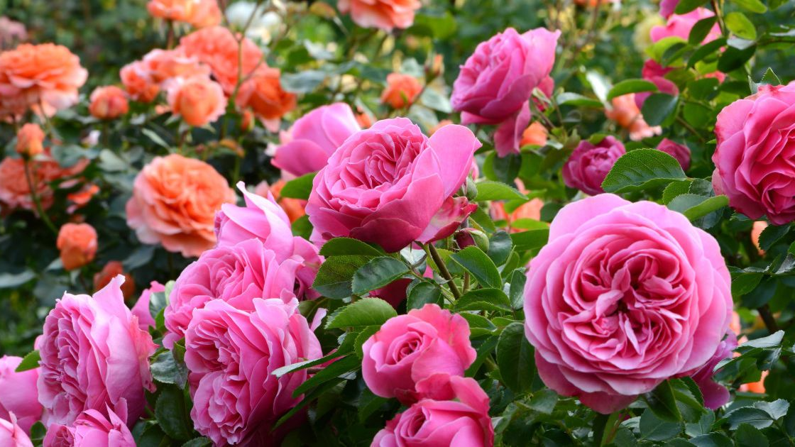 підживлення троянд