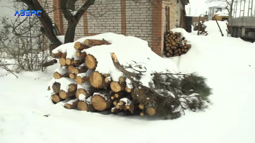 На Волині розслідують мільйонні закупівлі лісу для шахт: чи привласнили бюджетні кошти?