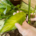 Спатифілум не цвіте? Три помилки при пересадці, які гублять «жіноче щастя»