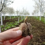 Від горішка до дерева: як виростити волоський горіх самостійно