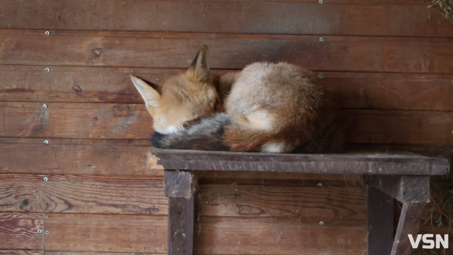 У Луцькому зоопарку готуються до зими: тварин переводять у теплі вольєри, а для відвідувачів уже готують свято Миколая