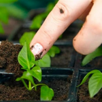 Місячний посівний календар на кінець лютого – березень 2026 року: сприятливі та заборонені дні для розсади