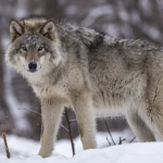 Невідома хижа тварина нападає на собак і птахів у селі на Волині